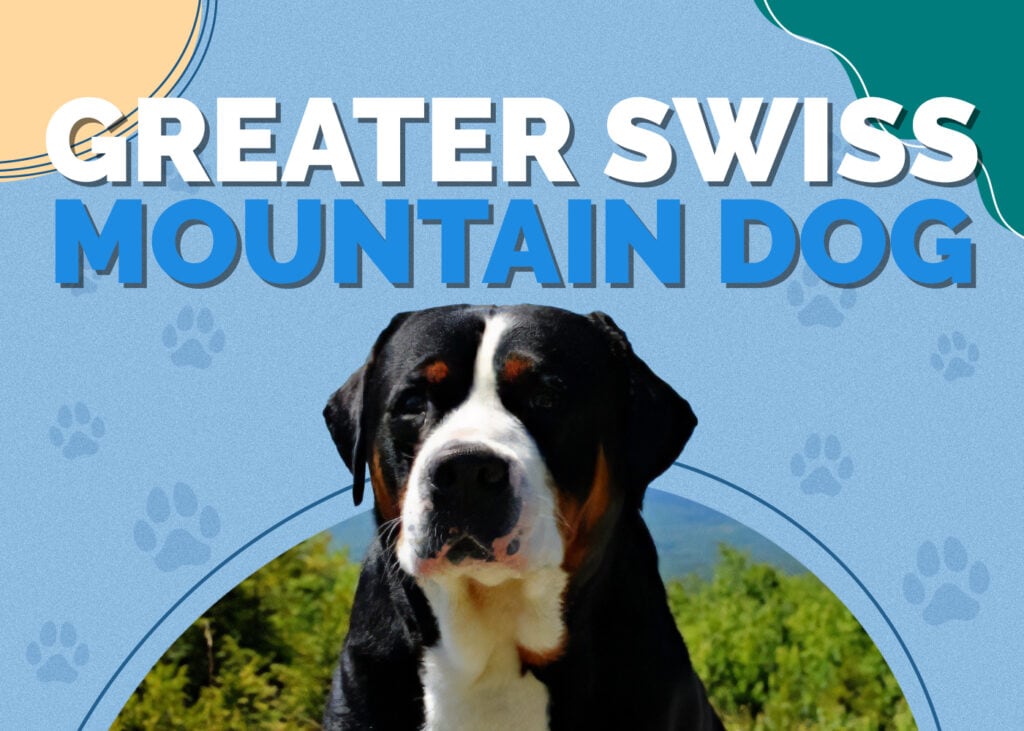 Greater Swiss Mountain