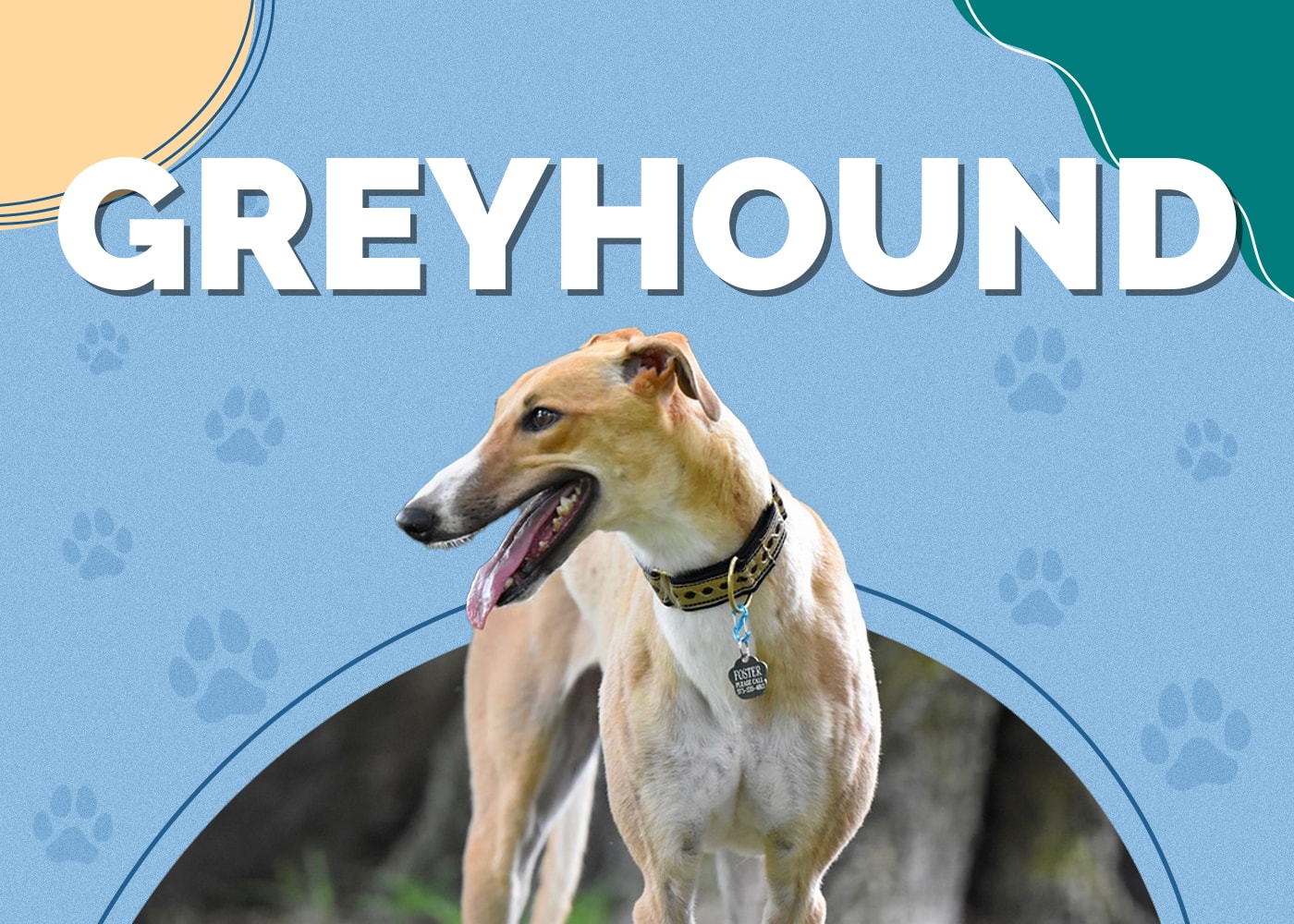 Greyhound Dog