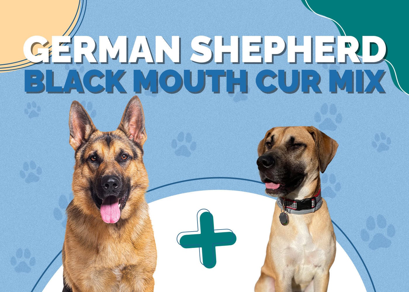 German Shepherd Black Mouth Cur