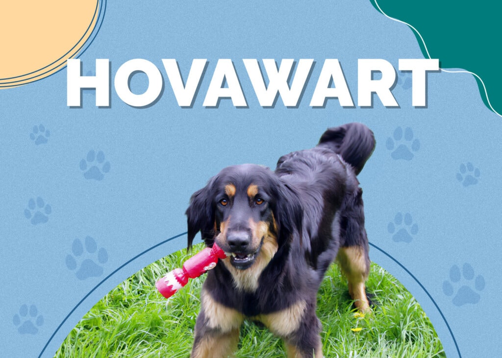 Hovawart Dog