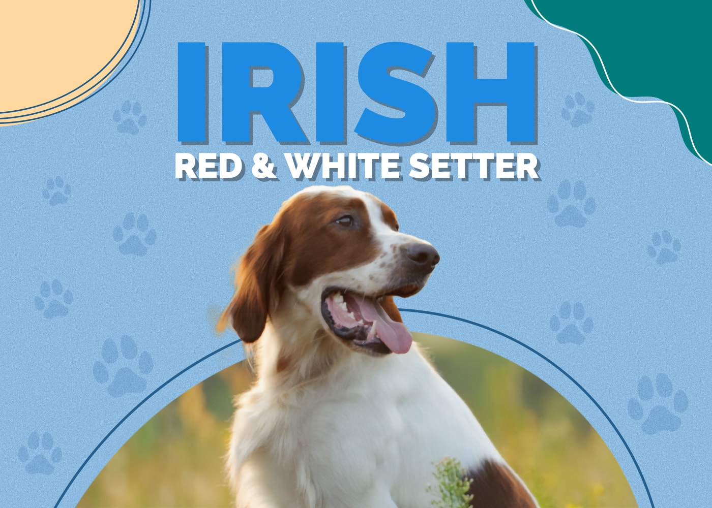 Irish Red and White Setter Breed