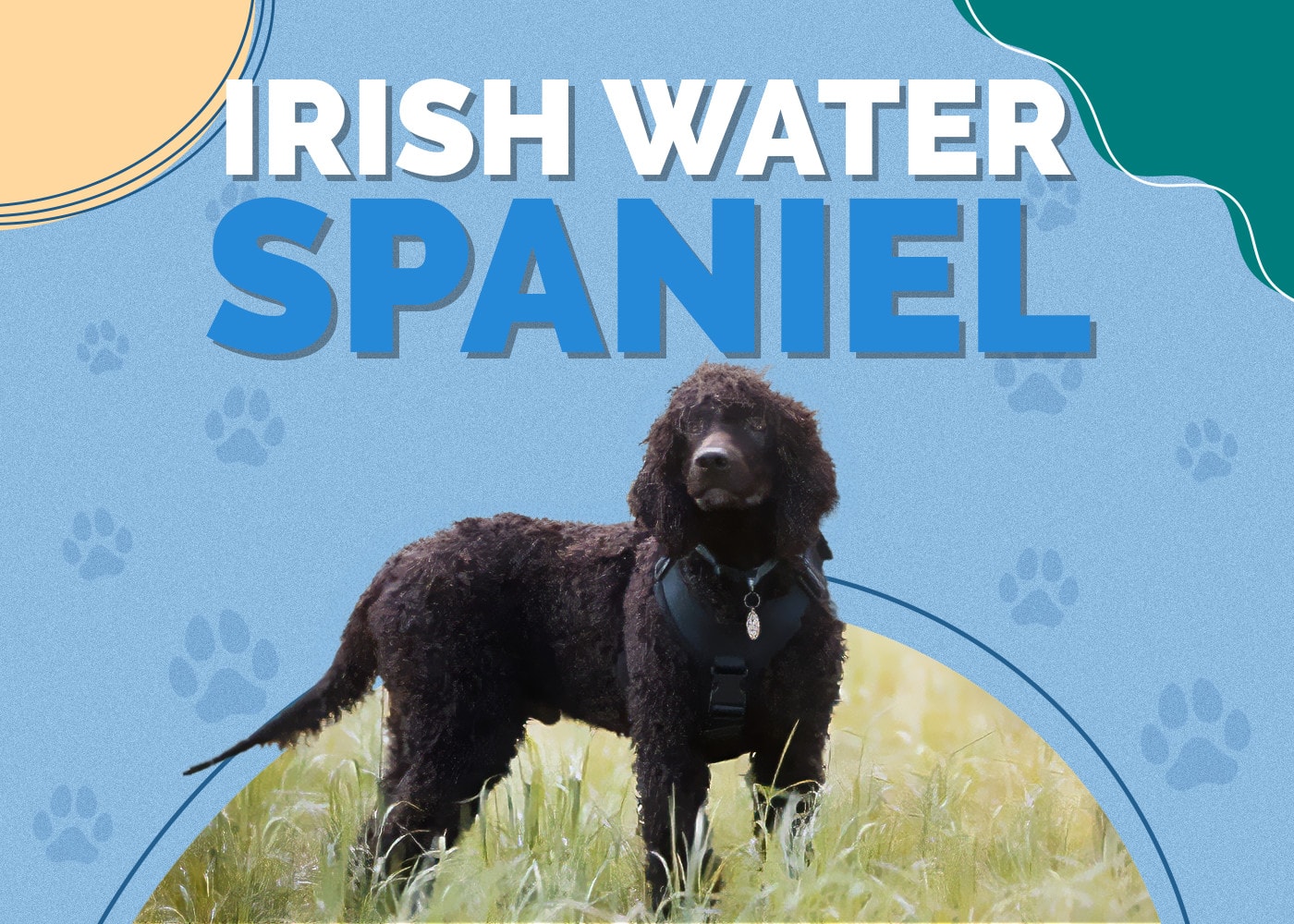 Irish Water Spaniel Dog