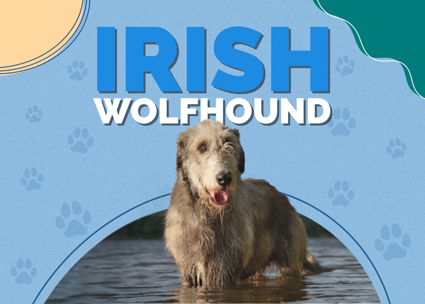 Irish Wolfhound Dog