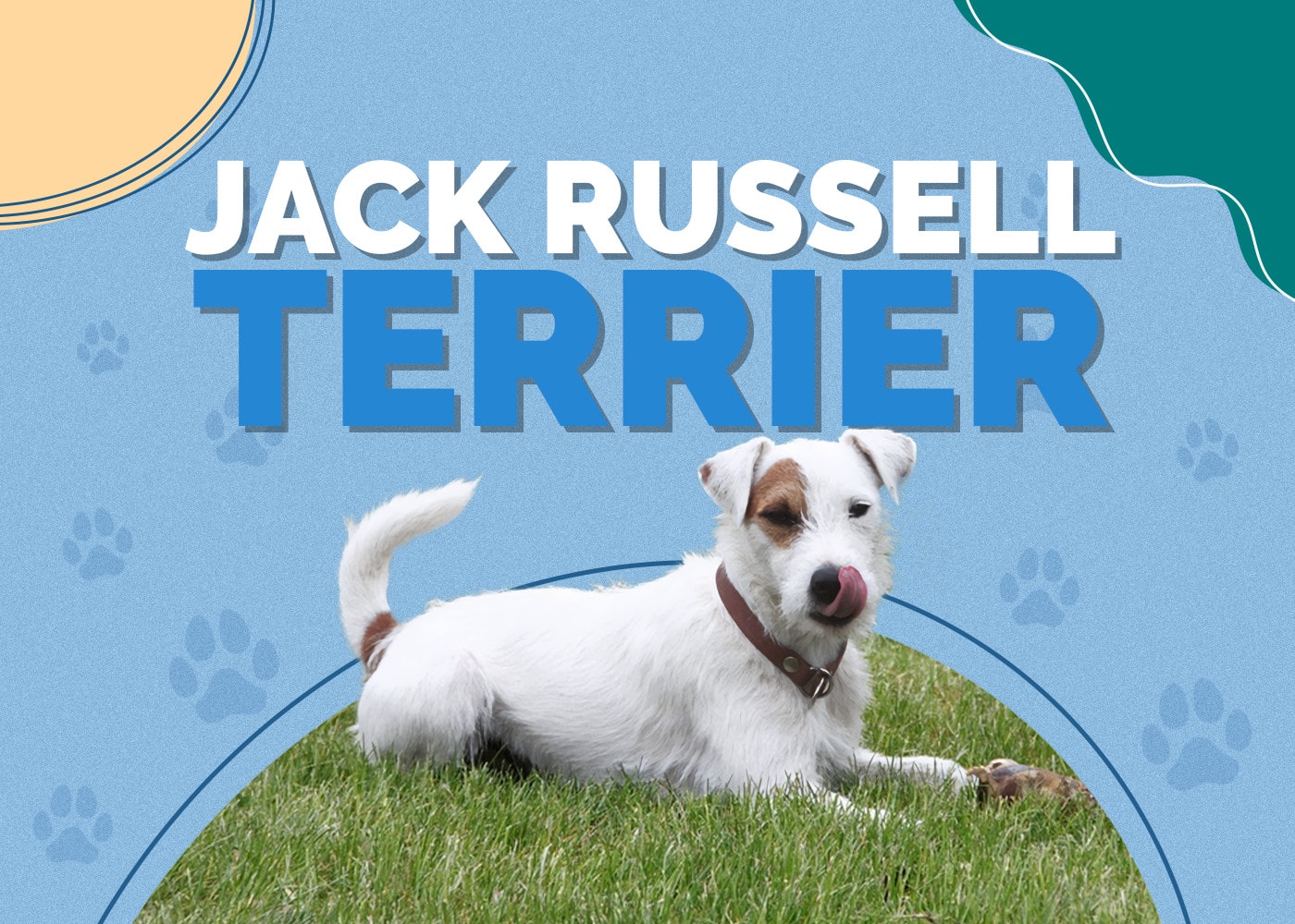 Jack Russell Terrier