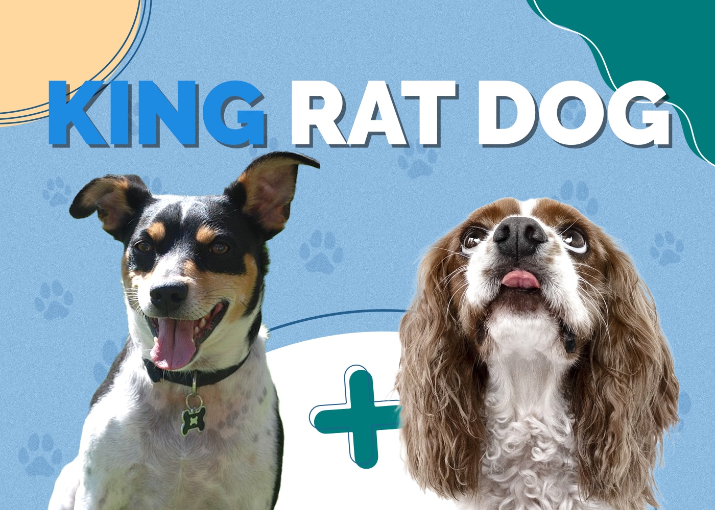 King Rat Dog