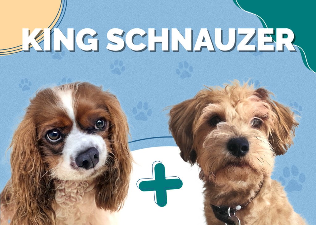 King Schnauzer (Schnauzer & Cavalier King Charles Spaniel Mix)