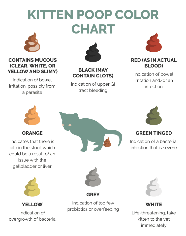 Kitten poop color chart