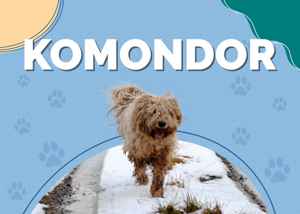 Komondor Dog