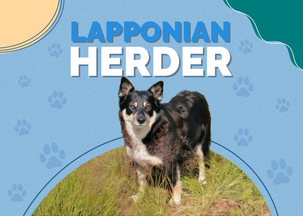 Lapponian Herder