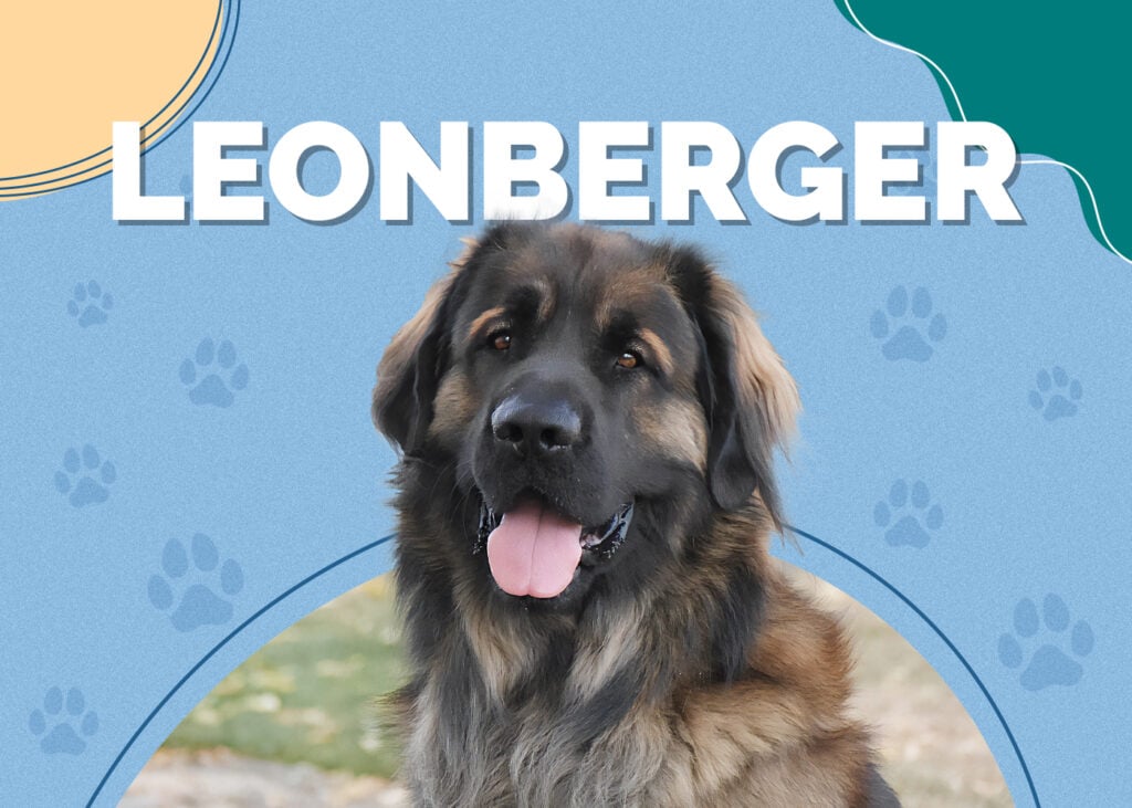 Leonberger Dog