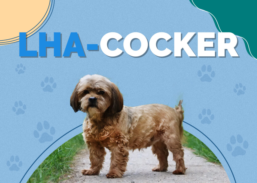 Lha-Cocker (Lhasa Apso & American Cocker Spaniel Mix)