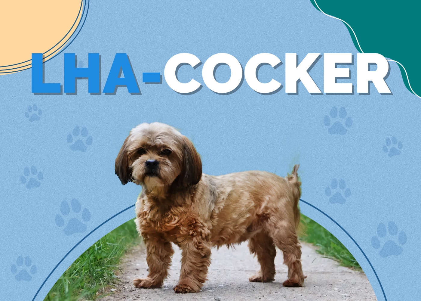 Lha-Cocker (Lhasa Apso & American Cocker Spaniel Mix)