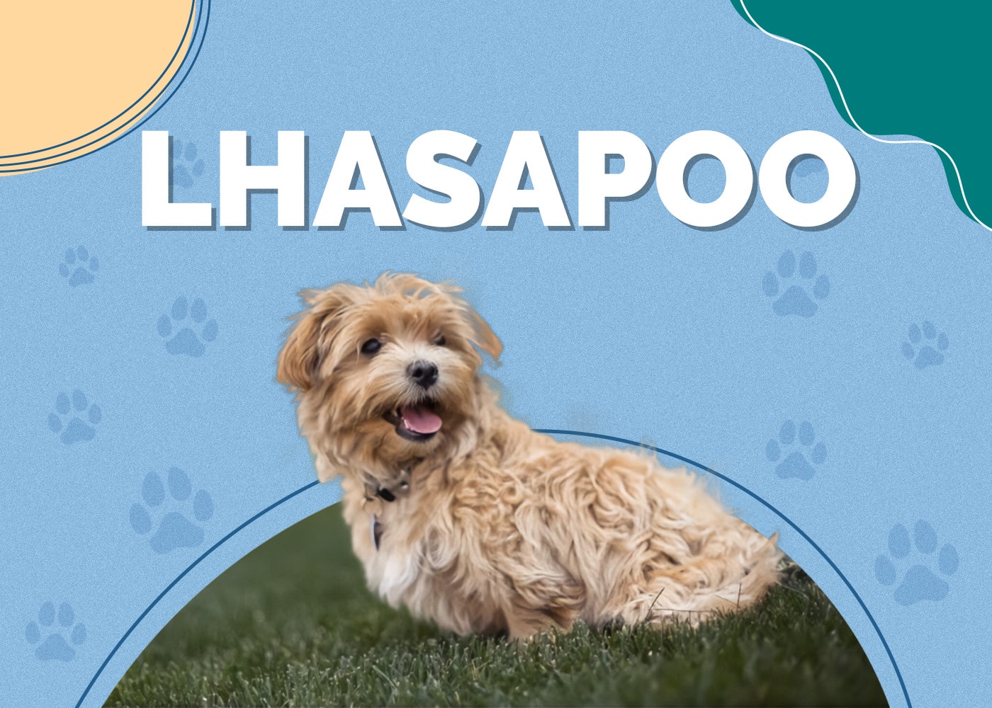 Lhasapoo (Lhasa Apso & Poodle Mix)