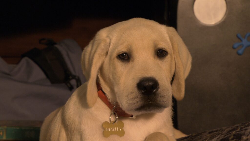 Marley - Marley & Me