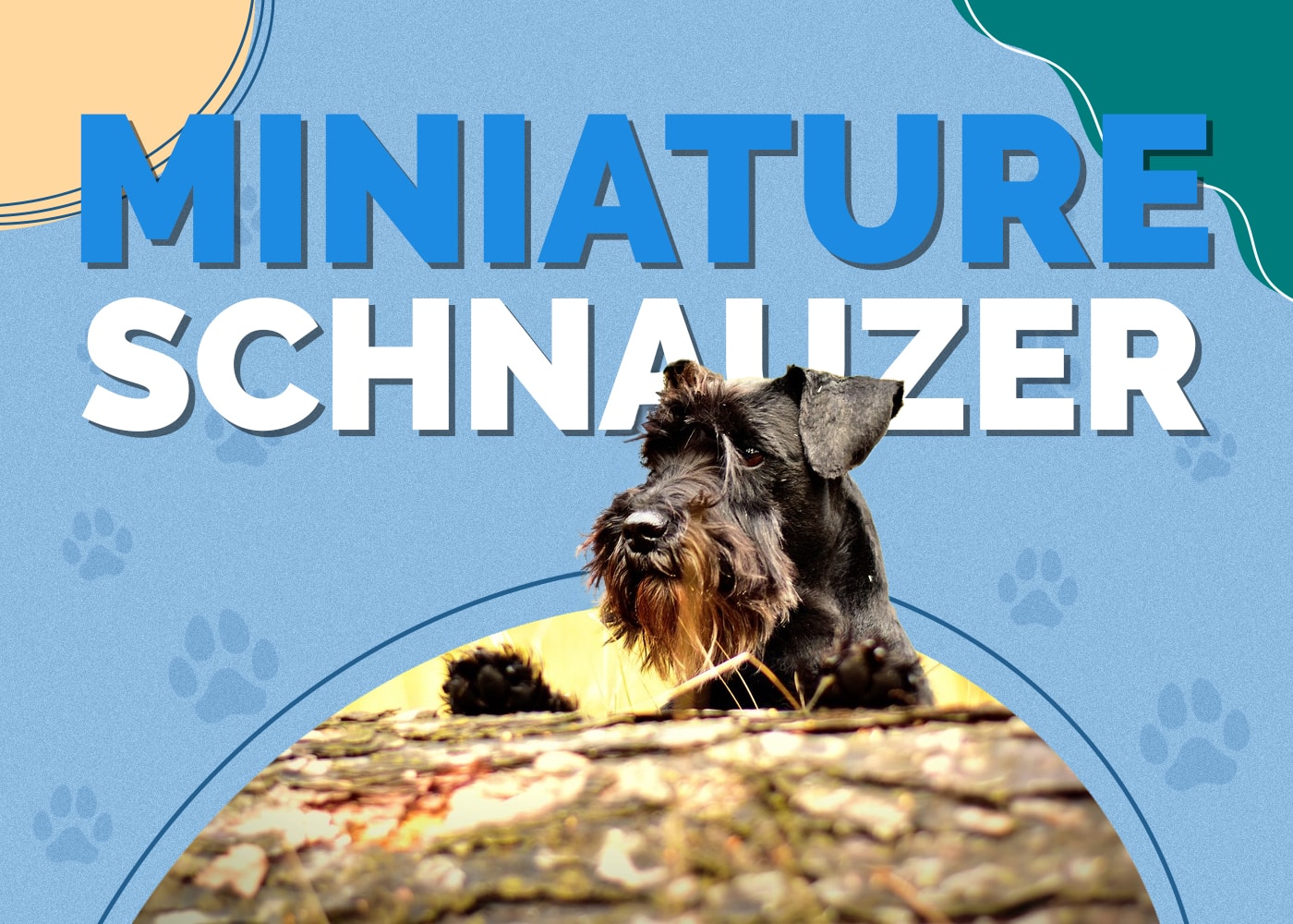 Miniature Schnauzer