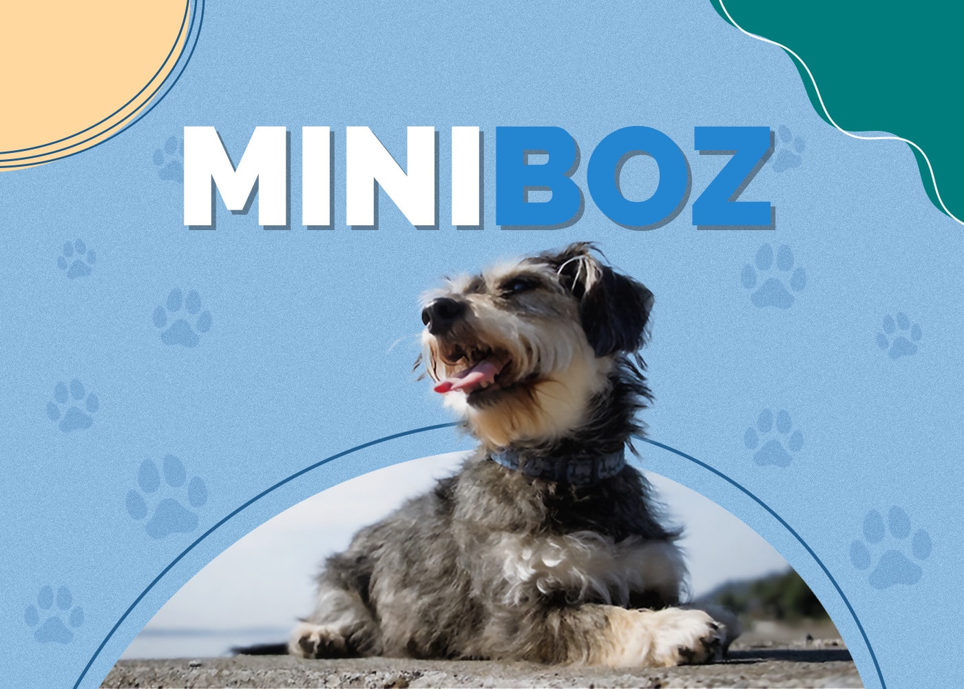 Miniboz (Boston Terrier & Mini Schnauzer Mix)