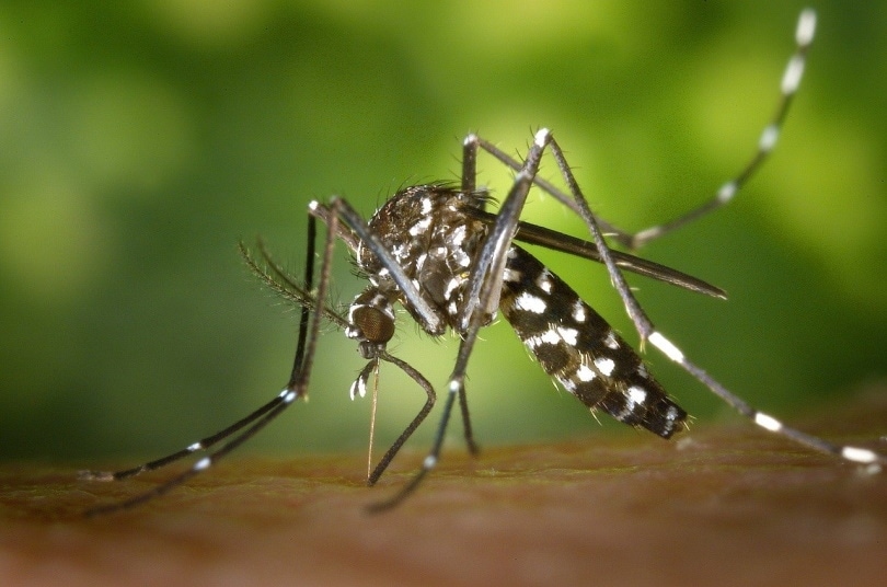 Mosquito about to bite next victim
