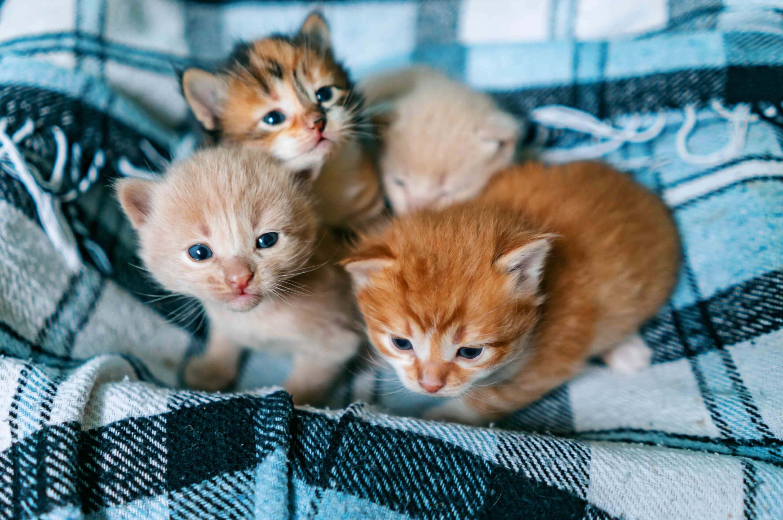 Newborn two small Scottish Fold kittens in white blanket. Little straight striped cute baby kitten grey color.