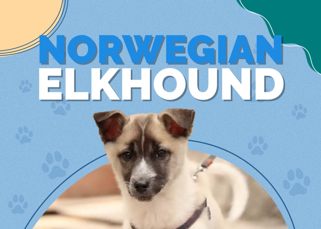 Norwegian Elkhound