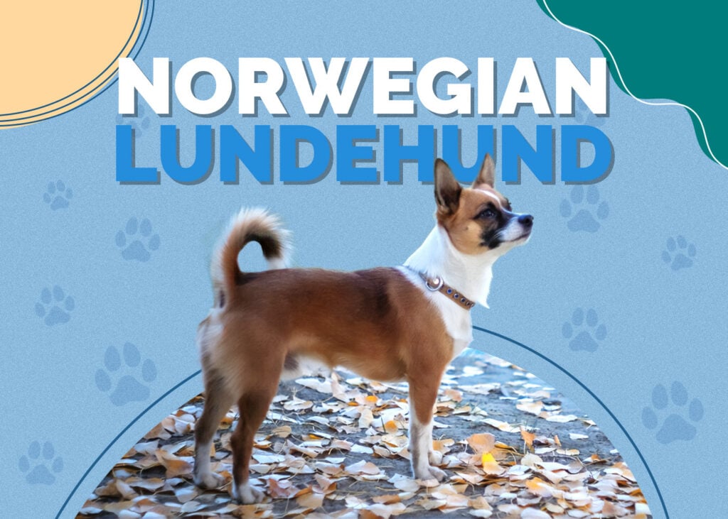 Norwegian Lundehund