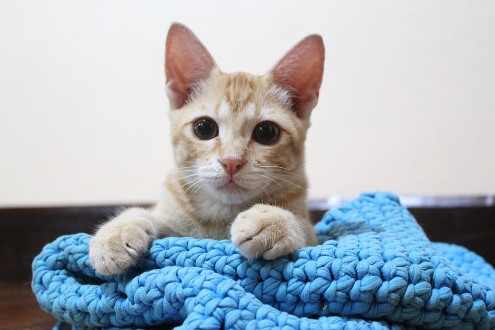 Orange Thai Cat Kitten on Crochet Cat Bed