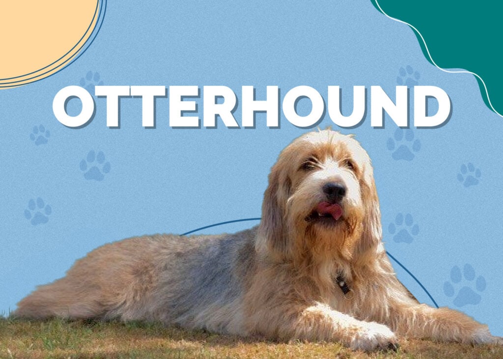 Otterhound