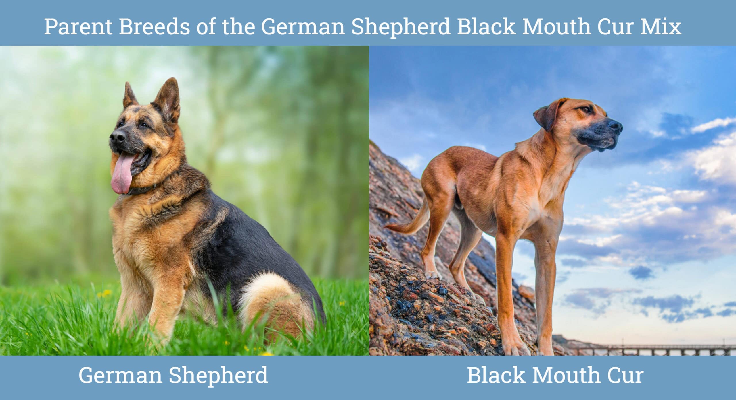 Parent Breeds German Shepherd Black Mouth Cur