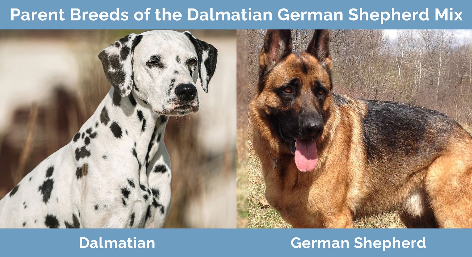 Parent Breeds of the Dalmatian German Shepherd Mix