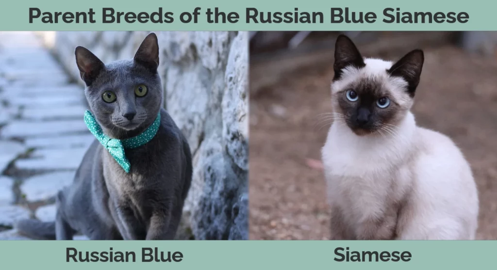 Parent breeds of the Russian Blue Siamese