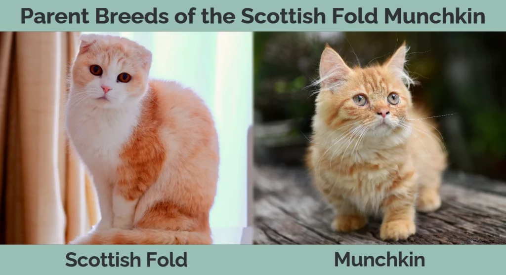 Parent breeds of the Scottish Fold Munchkin
