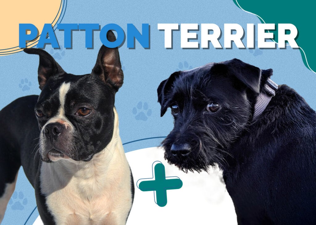Patton Terrier (Boston Terrier & Patterdale Terrier Mix)