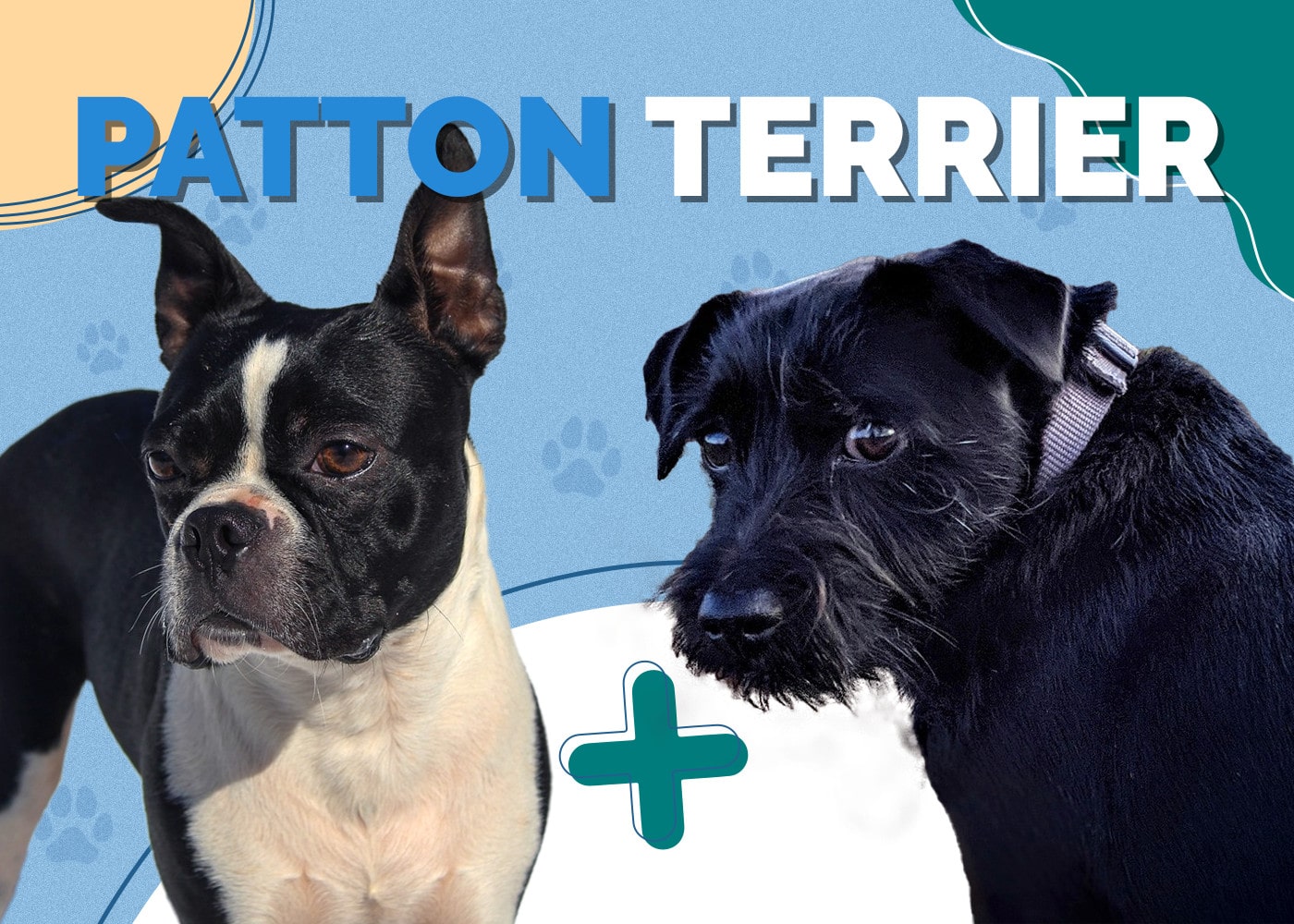 Patton Terrier (Boston Terrier & Patterdale Terrier Mix)