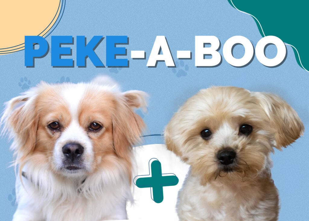 Peke-A-Boo (Pekingese & Bolognese Mix)