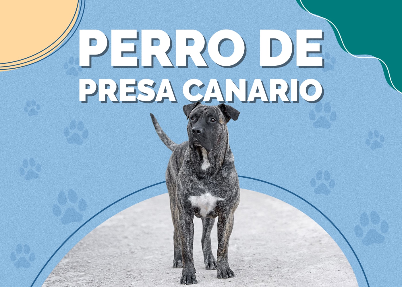 Perro de Presa Canario