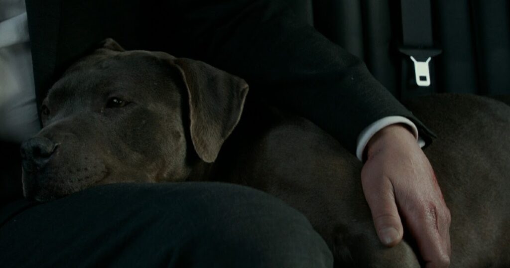 Pitbull - John-Wick-2