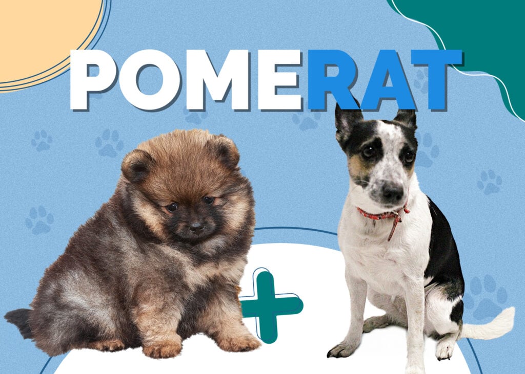 Pomerat (Pomeranian & Rat Terrier Mix)