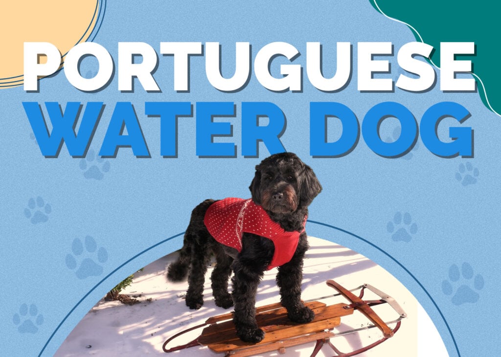 Portuguese Water Dog
