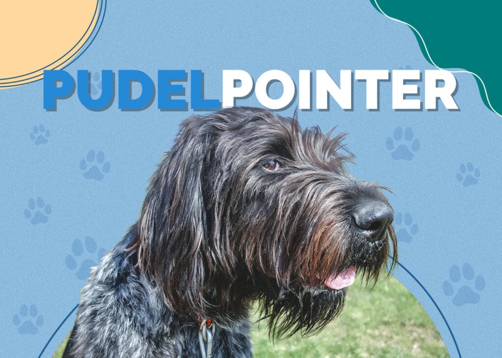 Pudelpointer