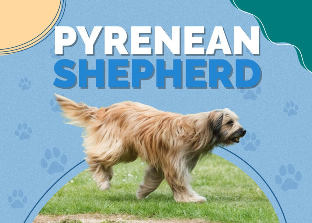 Pyrenean Shepherd