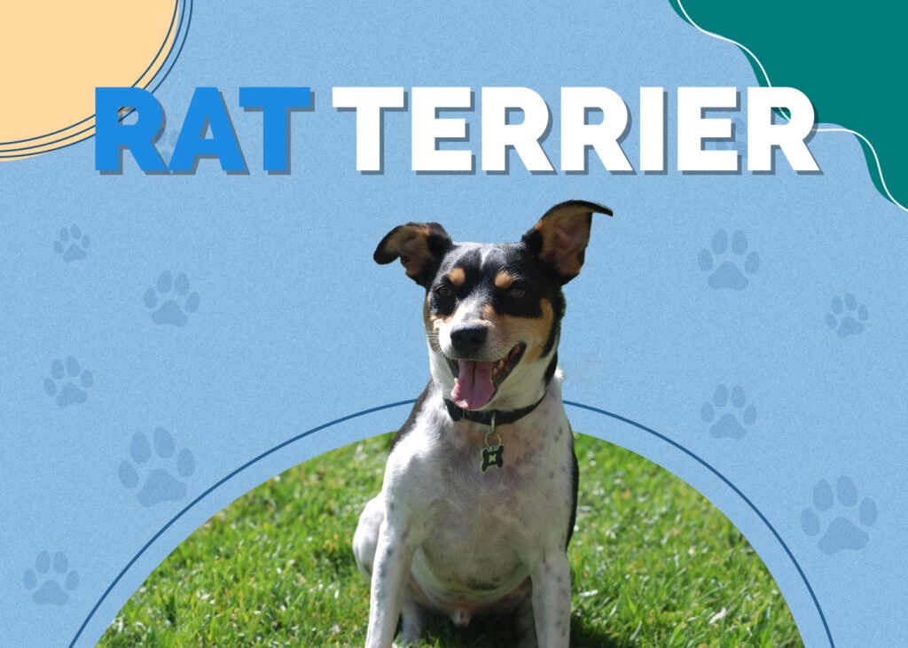 Rat Terrier Dog