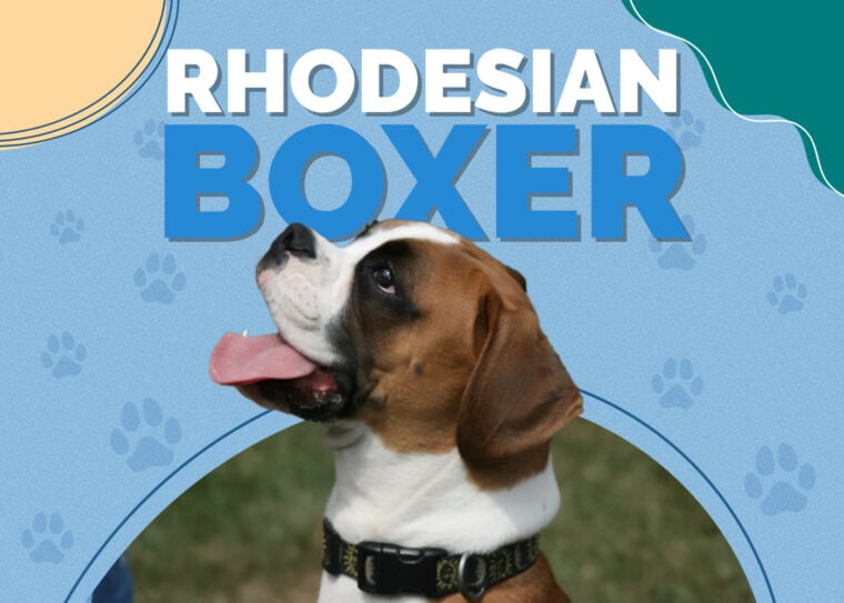 Red Rhodesian Ridgeback Boxer Rhodesian Boxer (Rhodesian Ridgeback & Boxer Mix) Info, Pictures, Facts ...