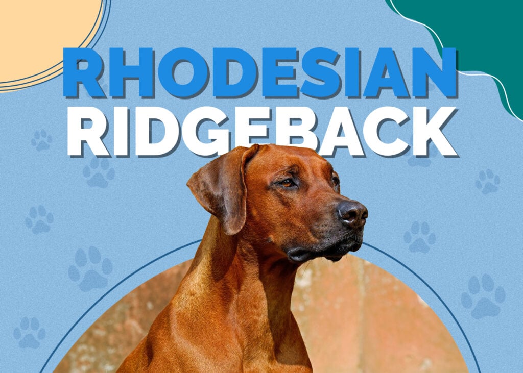 Rhodesian Ridgeback Dog