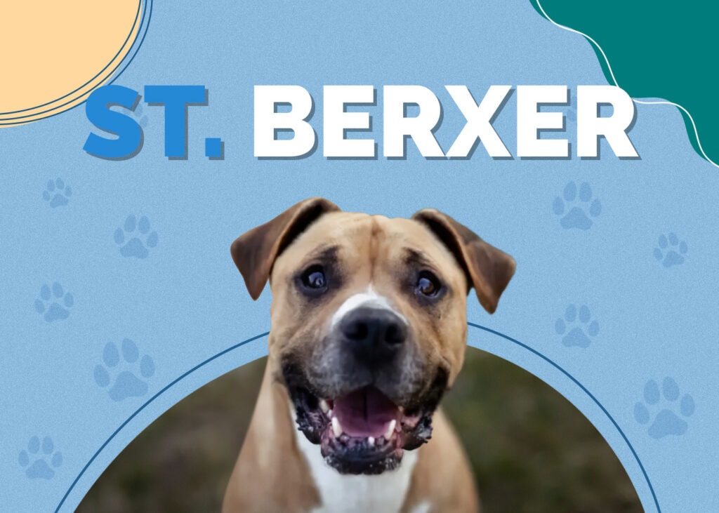 Saint Berxer (Saint Bernard & Boxer Mix)