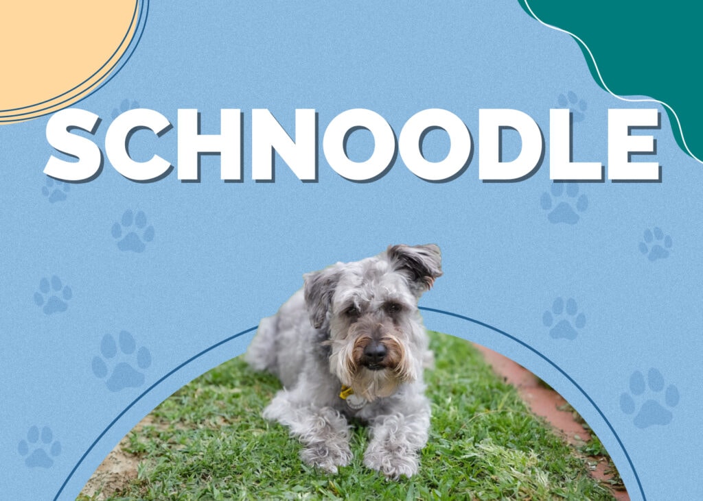 Schnoodle (Schnauzer & Poodle Mix)