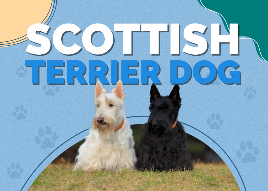 Scottish Terrier
