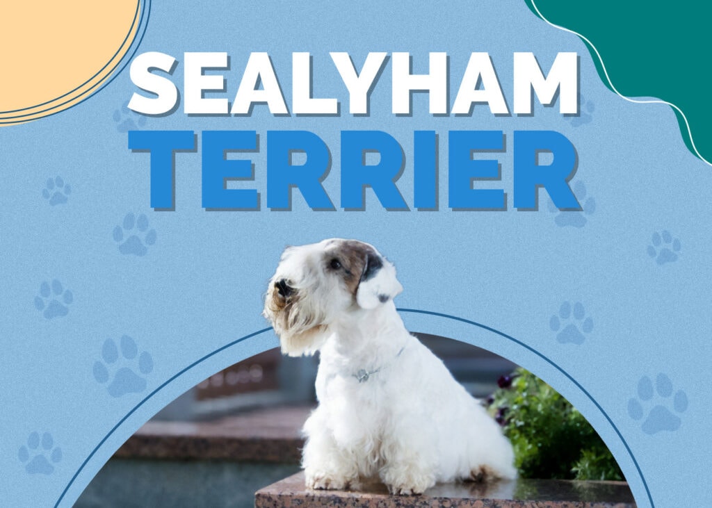 Sealyham Terrier Dog