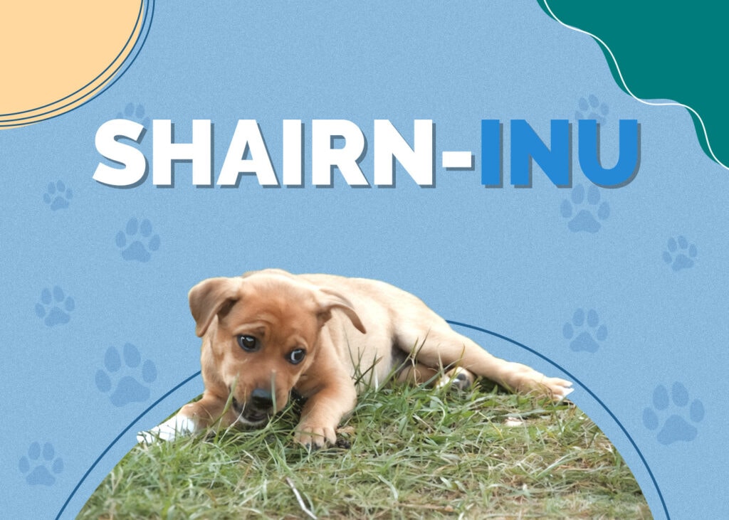 Shairn-Inu (Shiba Inu & Cairn Terrier Mix)