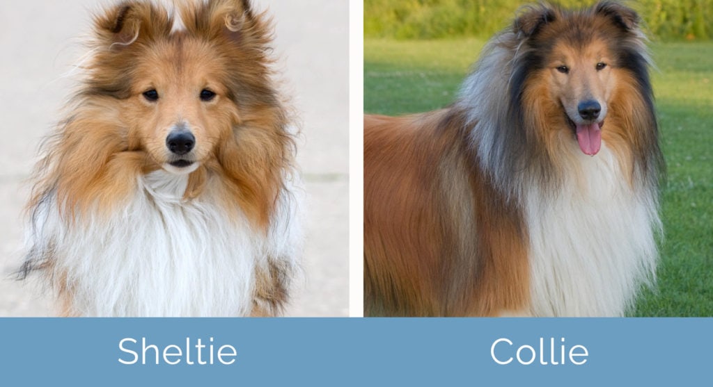 Sheltie vs Collie side by side