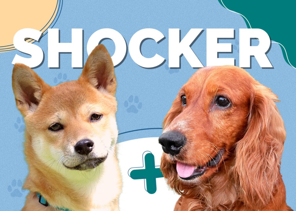 Shocker (Shiba Inu & American Cocker Spaniel Mix)