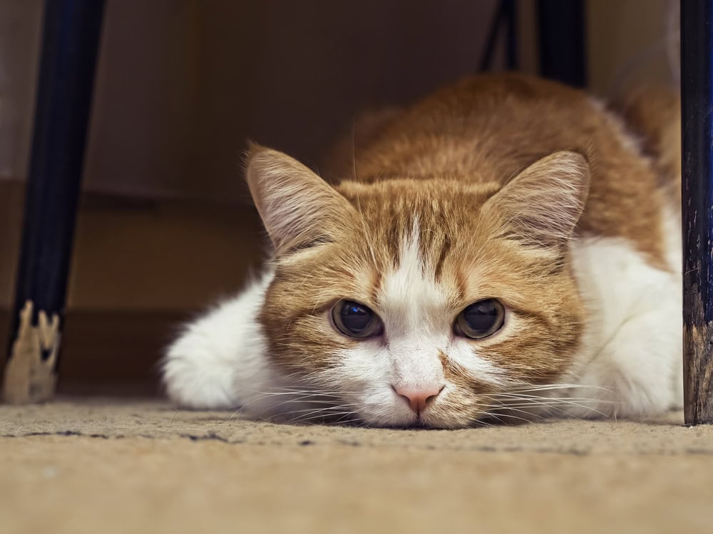 Sick yellow cat at home